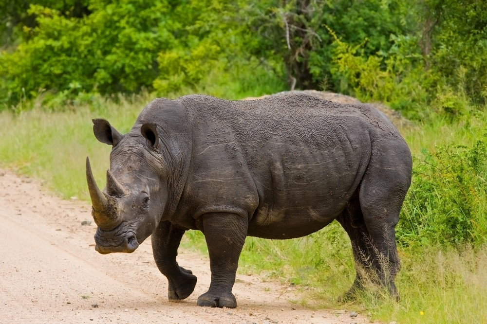 Uginuo najstariji crni nosorog na svetu, otkriven jedan detalj
