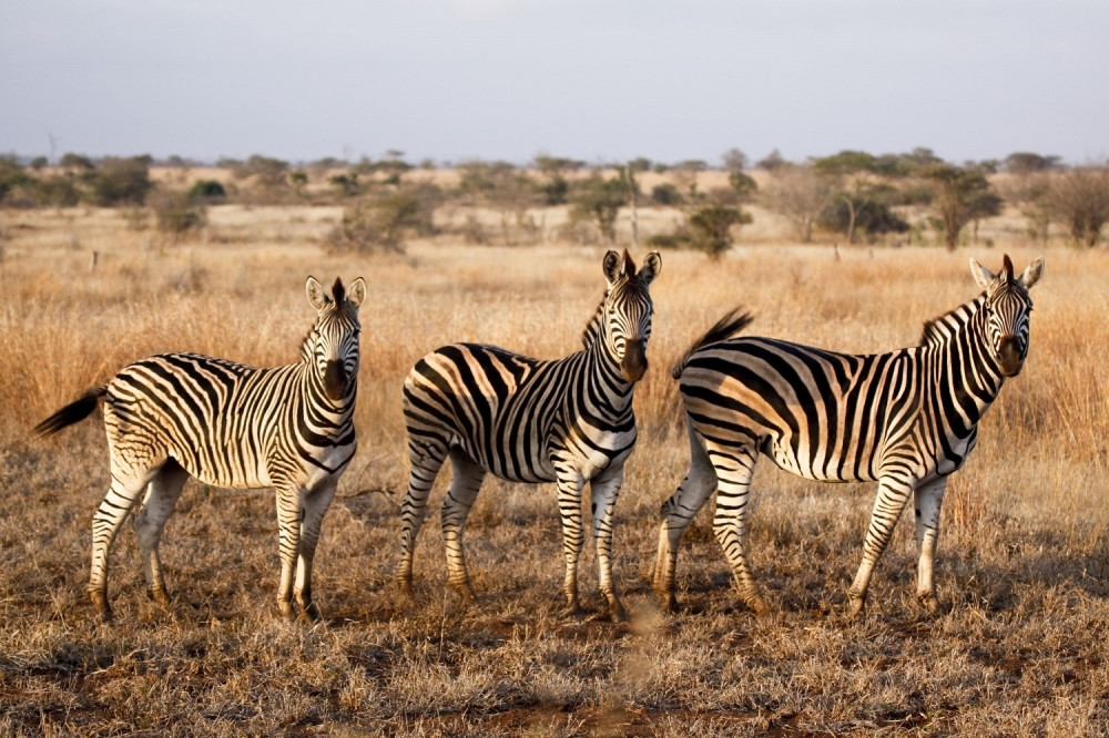 U zoološkom vrtu rođena zebra