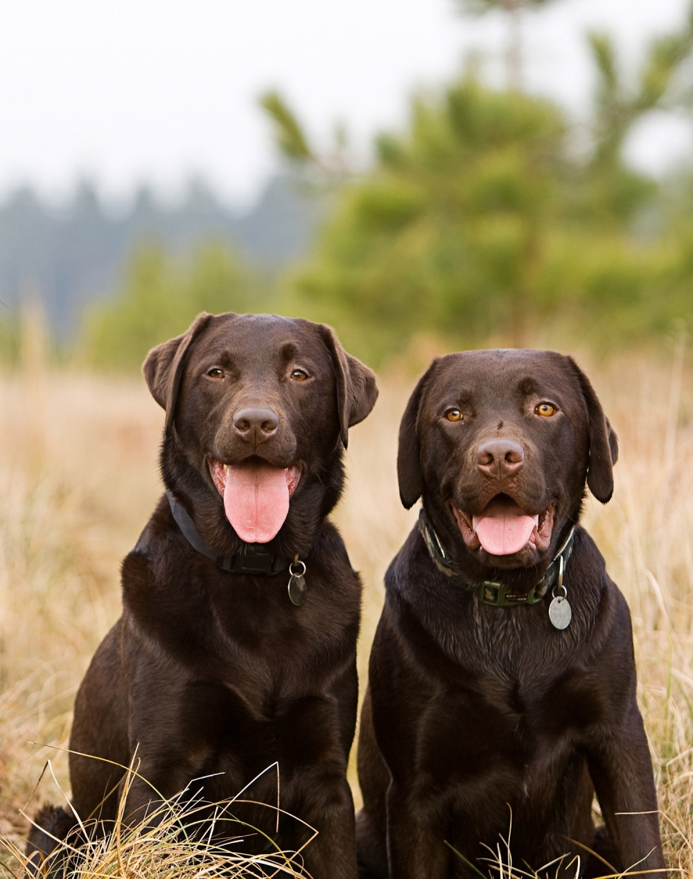 Zašto trče za automobilima i kako ih odvići od toga?