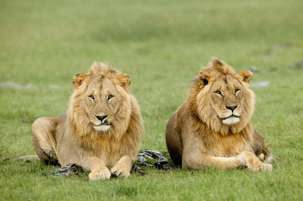 Tokom genocida u Ruandi pobijeno i 300 lavova