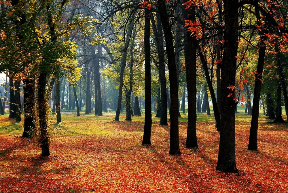 Čovek vezan za drvo UMRO U NAJGORIM MUKAMA OD GLADI I ŽEĐI, a uhapšeni tinejdžer kaže da je SVE BILA IGRA I NEĆE ROBIJATI!