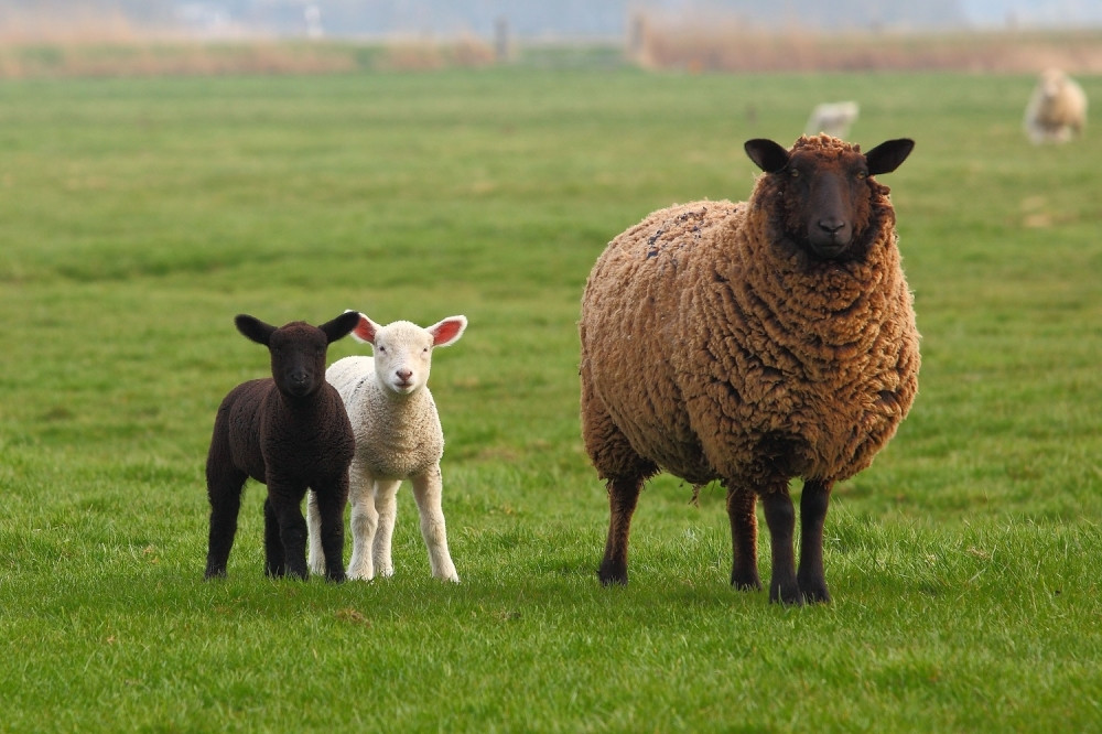 ČUDO~Ovca ojagnjila pet jaganjaca!