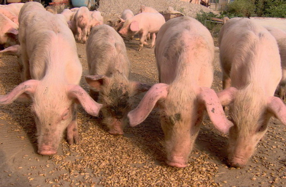 Meteor pobi svinje u Orašcu?!