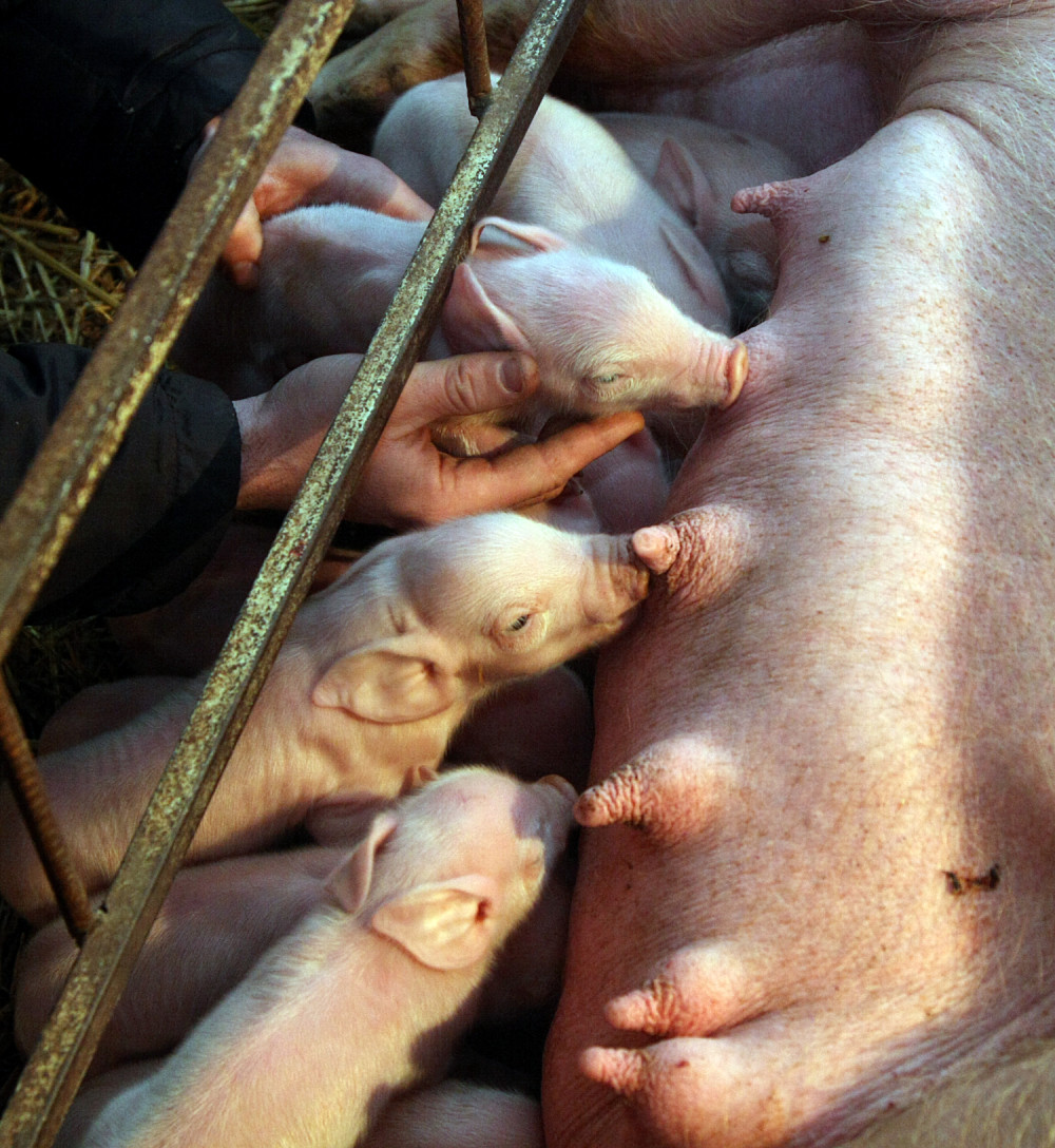 Svinje izgorele u požaru