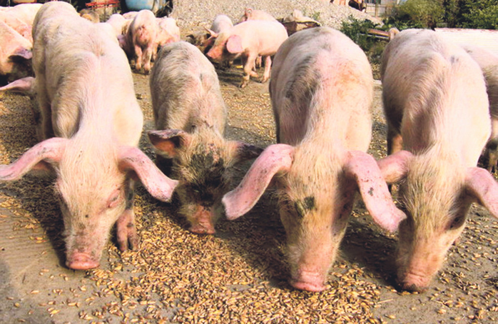 Uvozimo svinje iz Hrvatske
