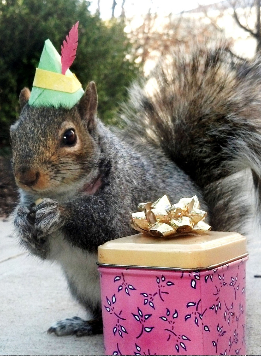 Ova devojka je "šaptač vevericama" i one je obožavaju (FOTO + VIDEO)