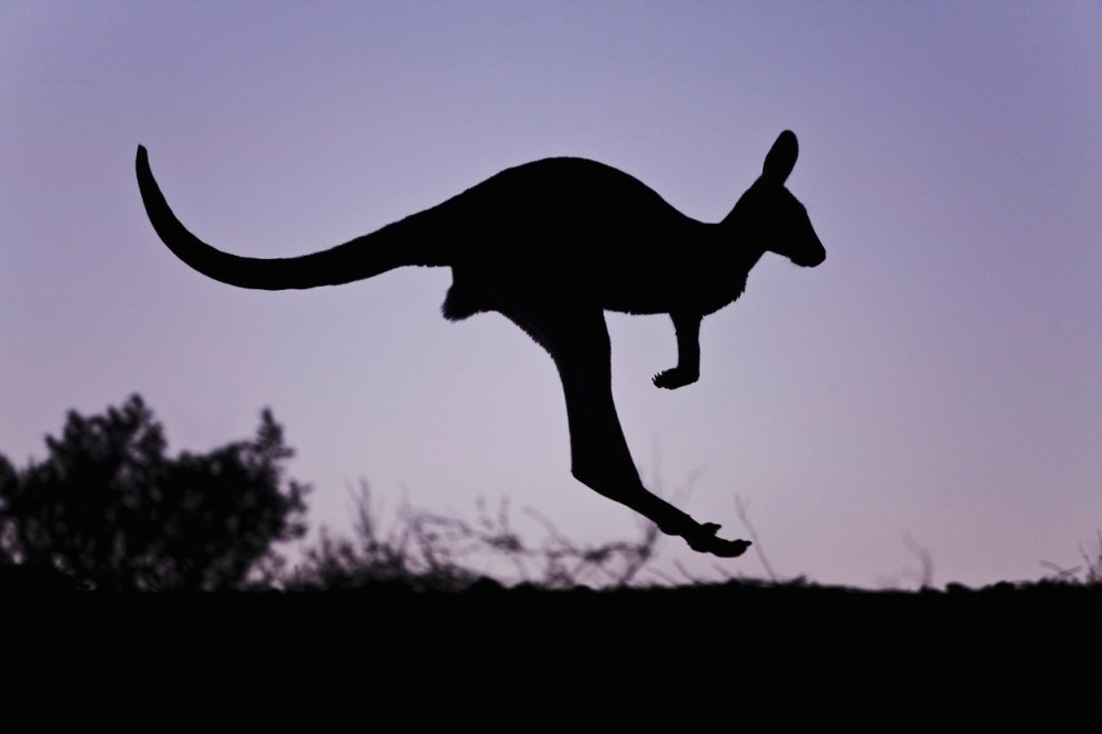 Kengur teroriše meštane Aranđelovca?!