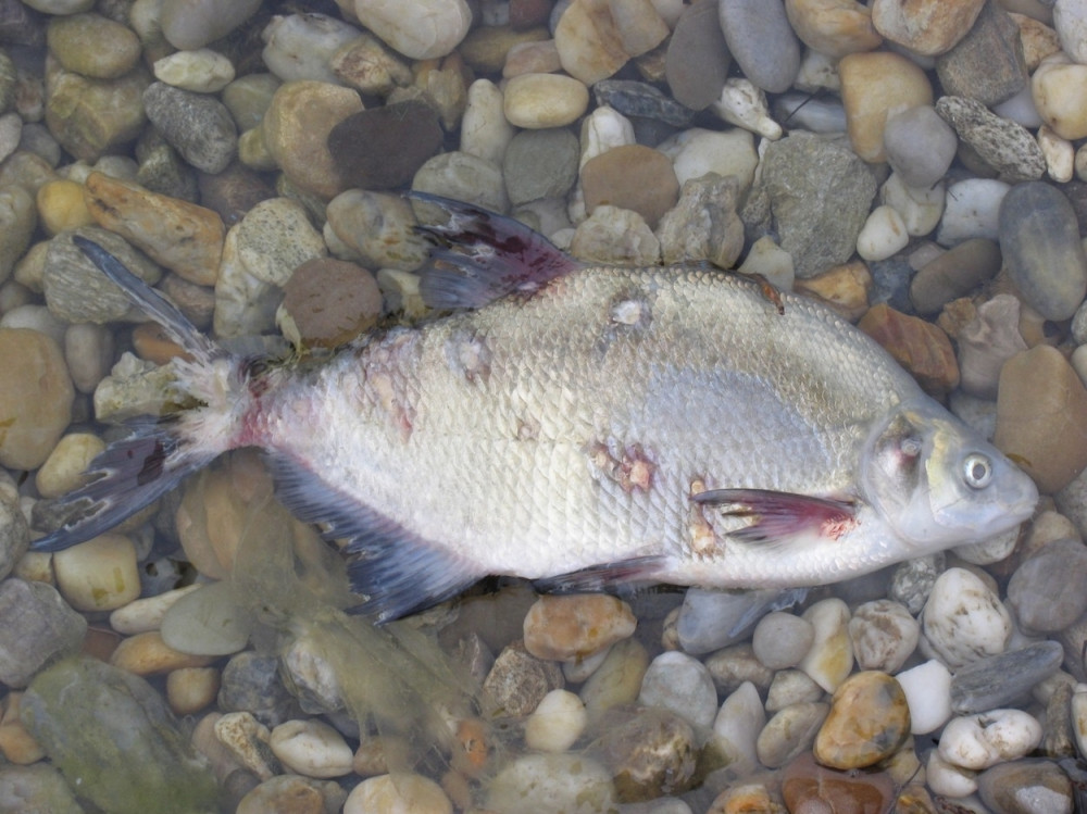 Zatrovana Južna Morava!