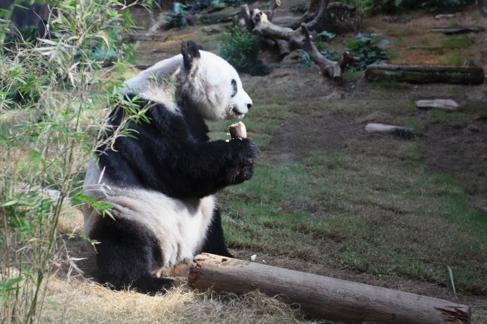 Đia Đia postala najstarija panda na svetu