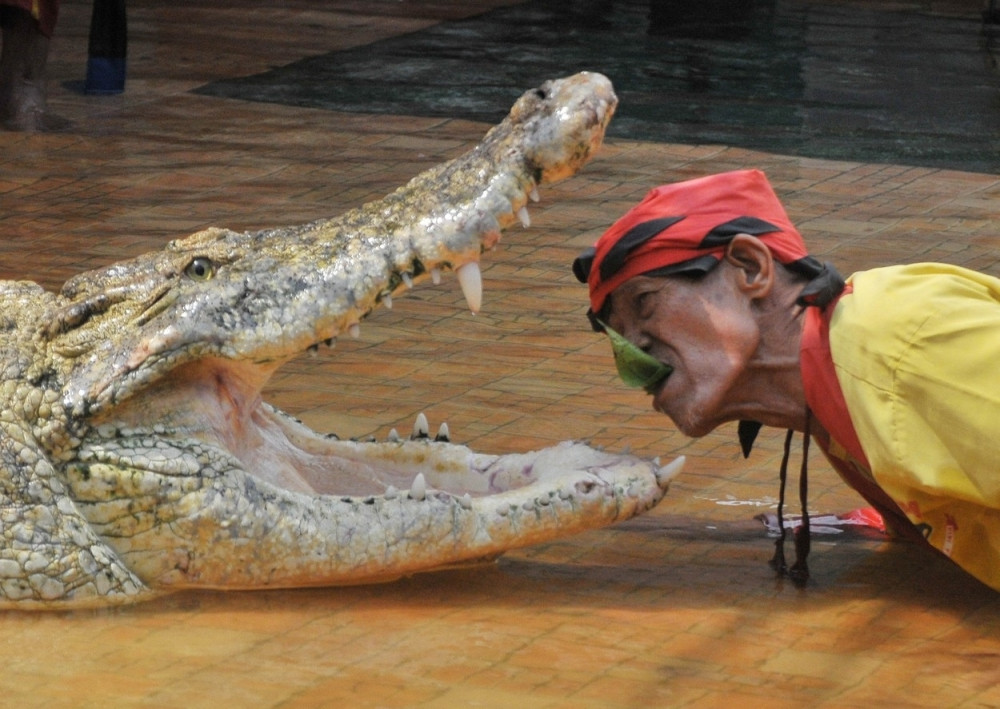 Šou sa krokodilima koji ostavlja bez daha!