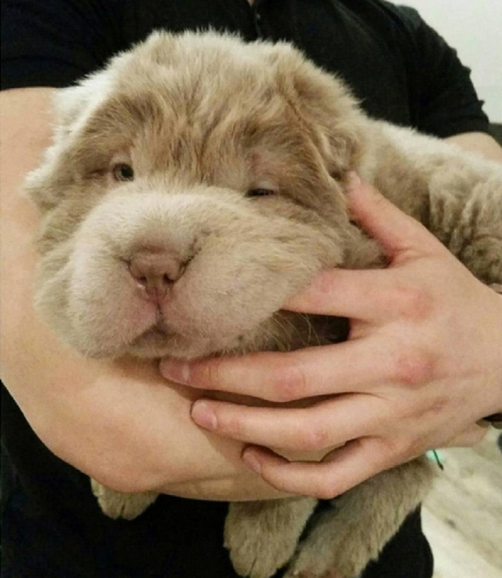 Štene koje izgleda kao plišani meda (FOTO+VIDEO)