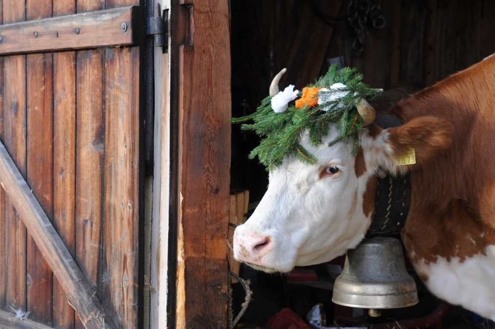 Krava zbog zvona, završila na sudu