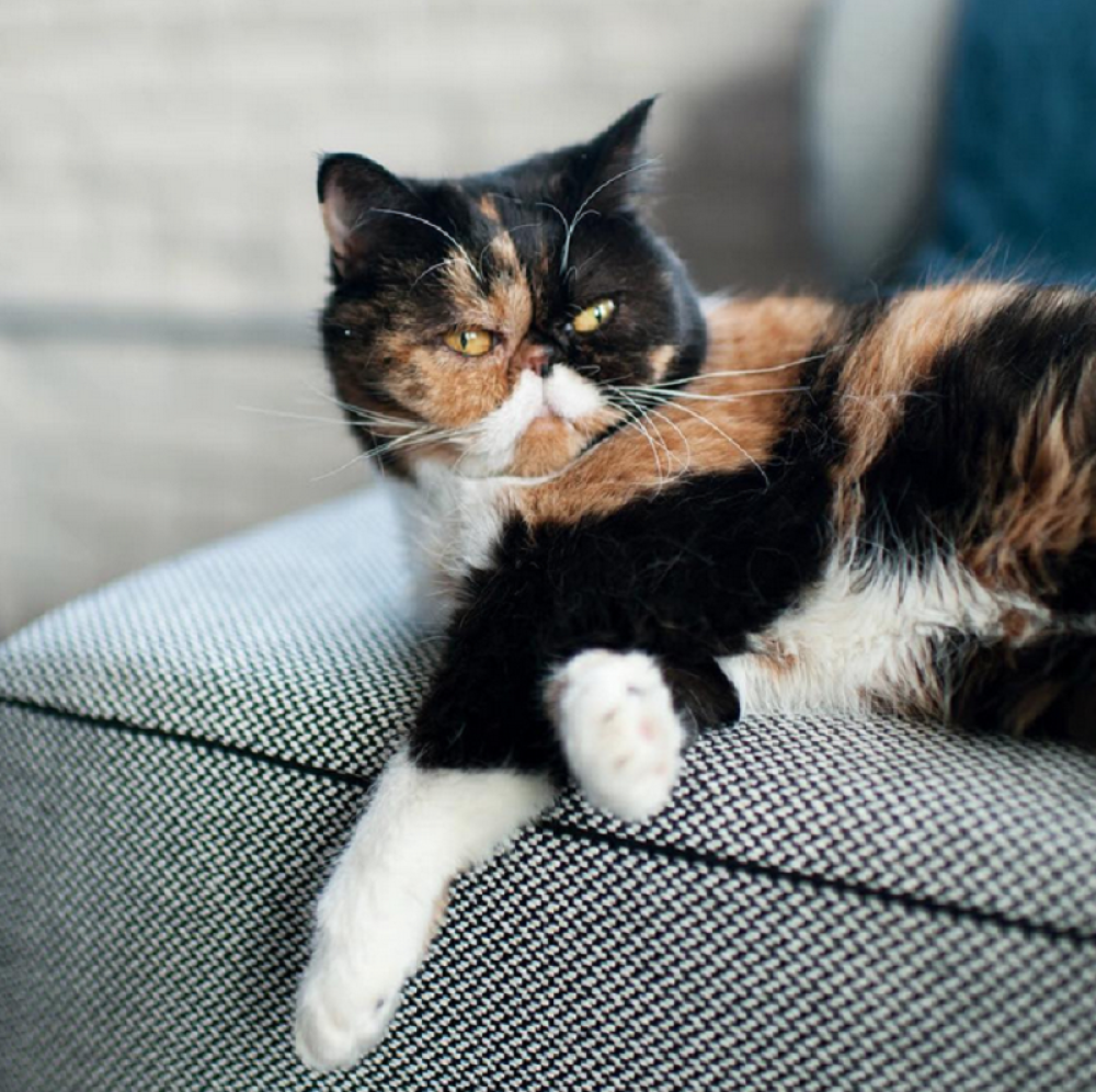 Ovog se sve mačke na svetu plaše (VIDEO)