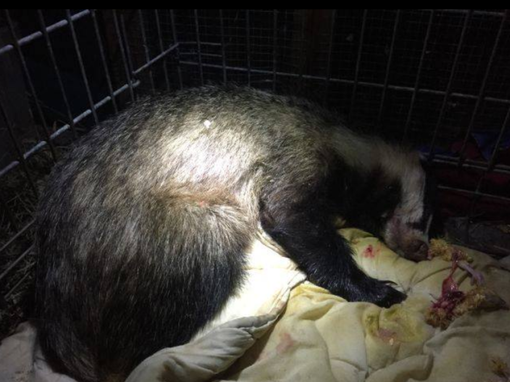 Tvor se napio na plaži pa prebačen u prihvatilište!