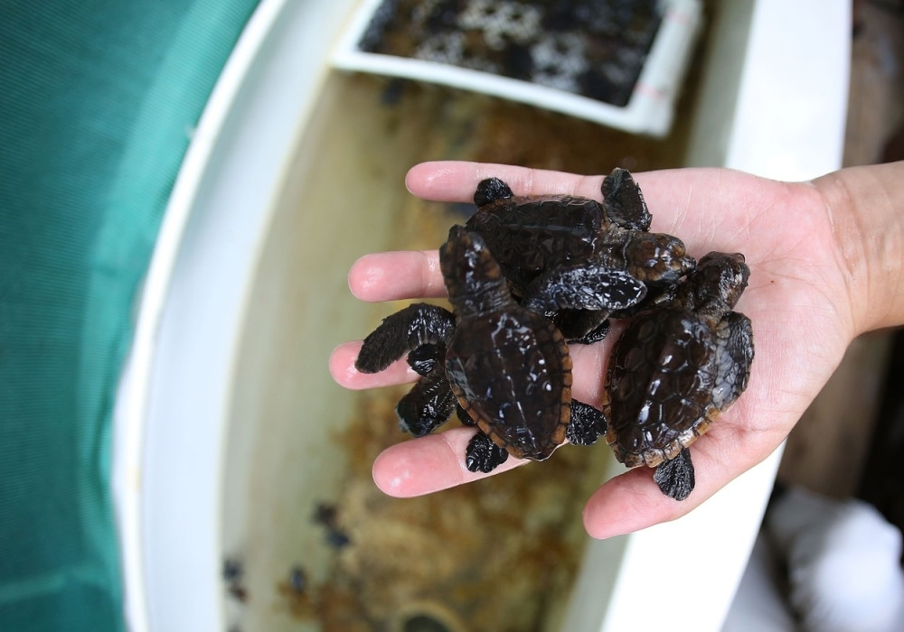 U pantalone nagurao 50 kornjača