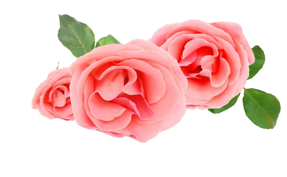 Kako da ružama izlečite teške bolesti