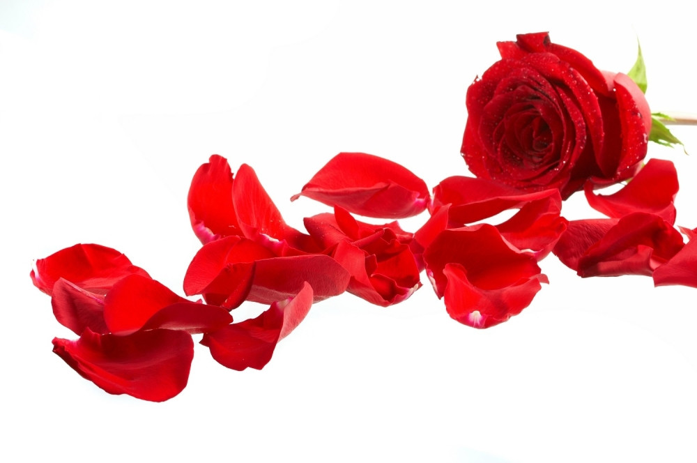 Ako vam dragi pokloni ovoliko ruža, ostaćete zauvek zajedno!