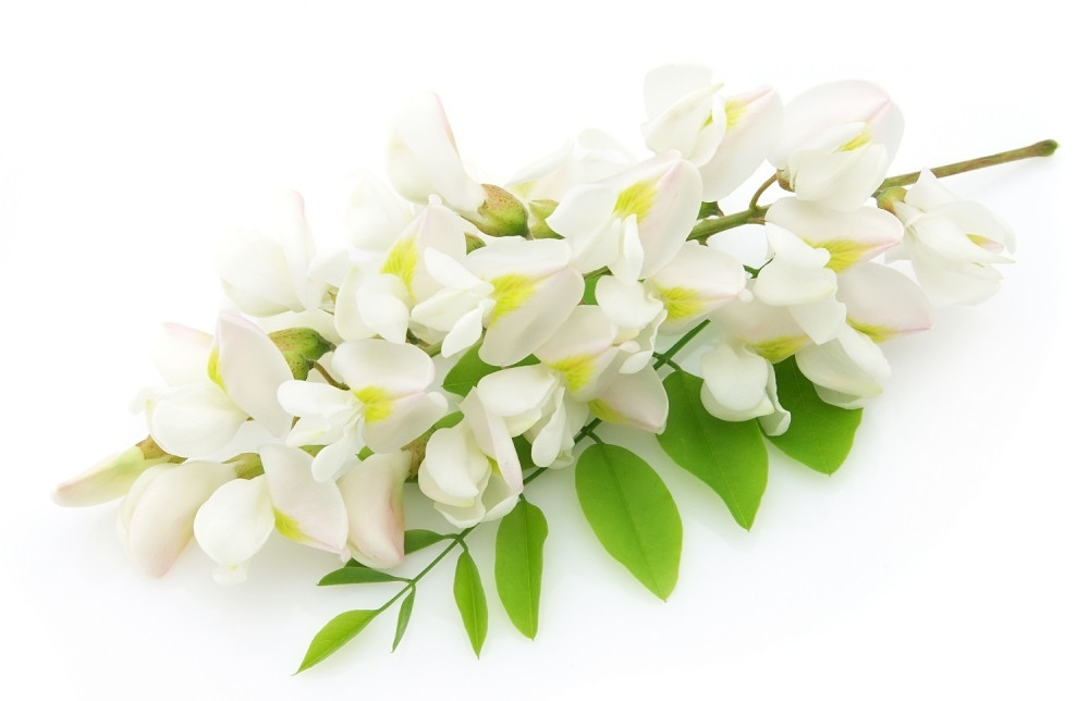 Sok od bagrema je prepun vitamina C, a evo kako da ga napravite!