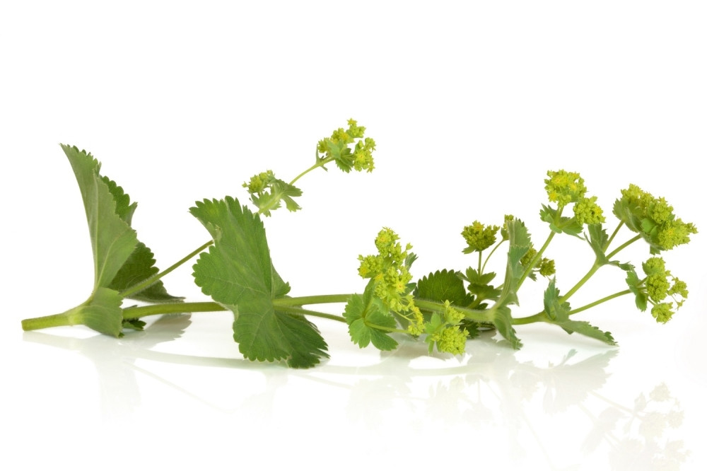 Ova biljka rešava sve ženske probleme, a raste svuda oko nas