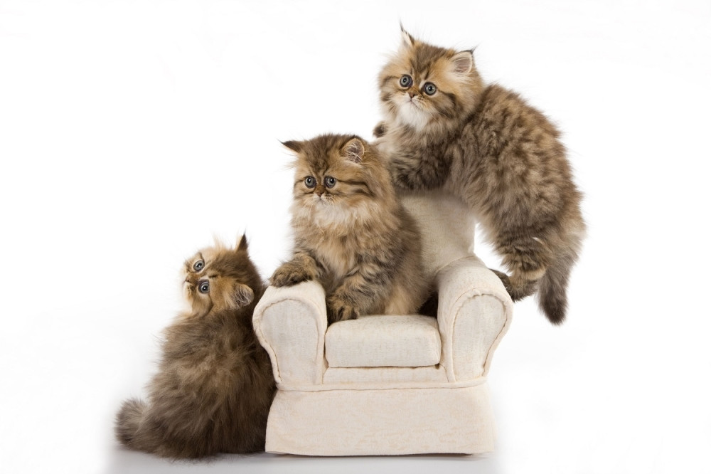 Želite da izračunate koliko vaša mačka ima godina? Verujte, zaista je prrrrrejednostavno!