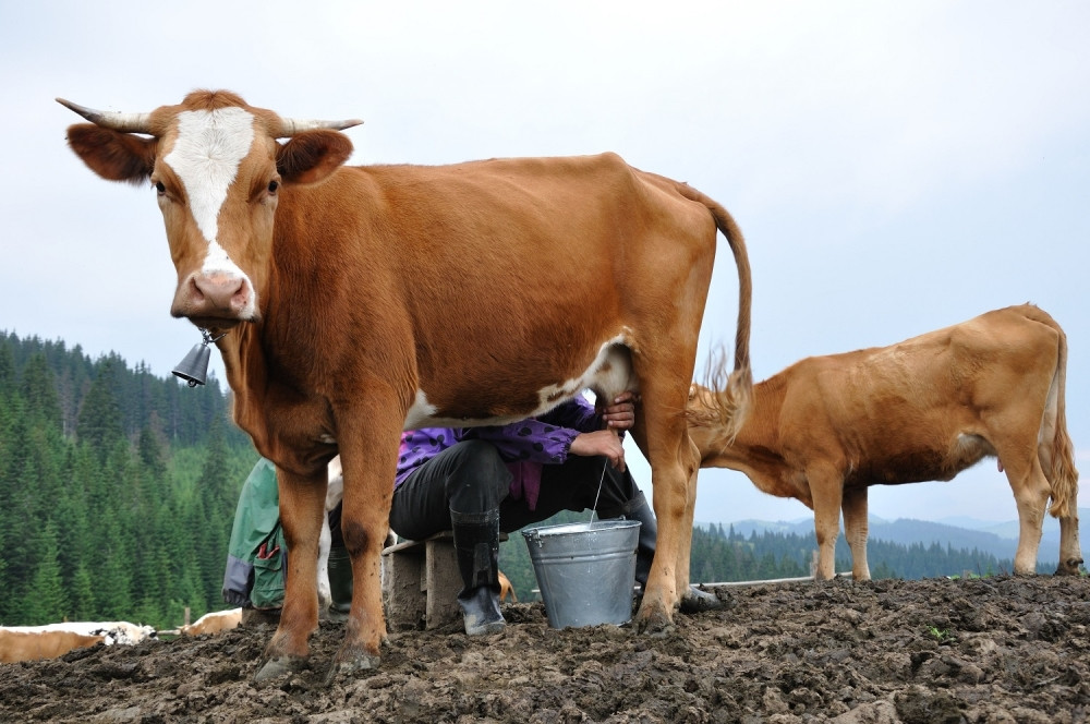 Krave će za 200  godina biti najveći sisari