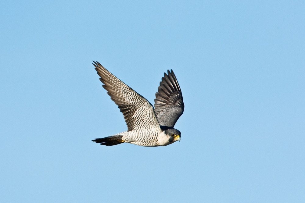 Ptičji grip u Holandiji, naložen odstrel 200.000 pilića