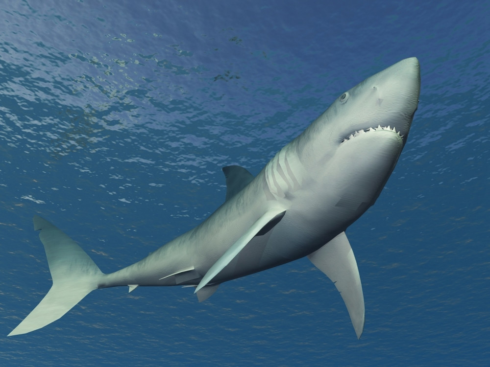 "Jednom je falila jetra, ali onda je stigao drugi..."