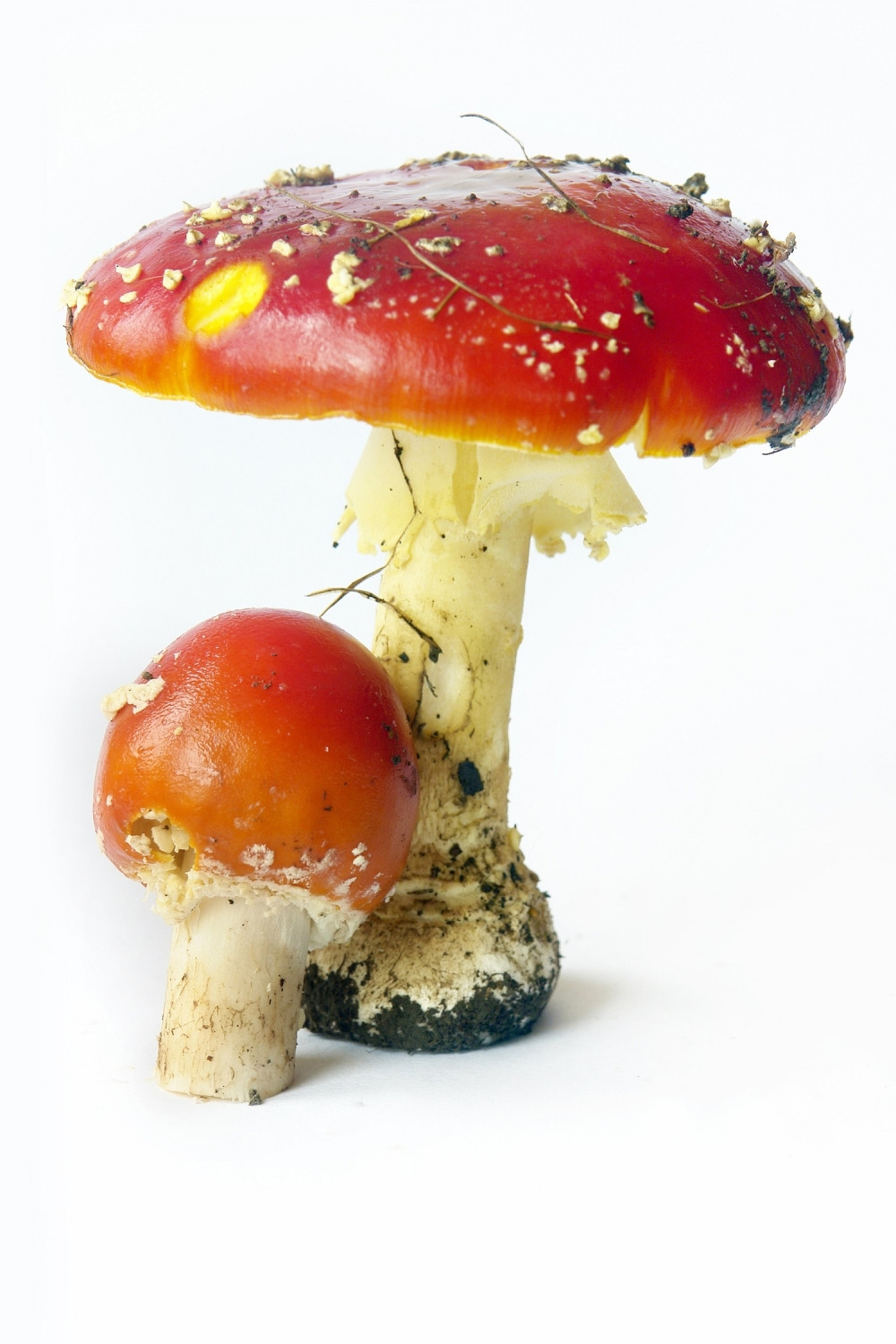 Francuzi uvezli radioaktivne pečurke!