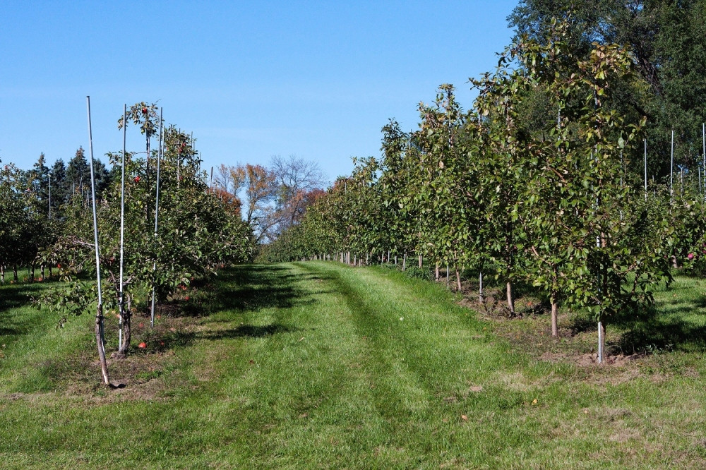 Od hektara OVOG voća 7.000 evra zarade, a drvo rađa i po 80 godina