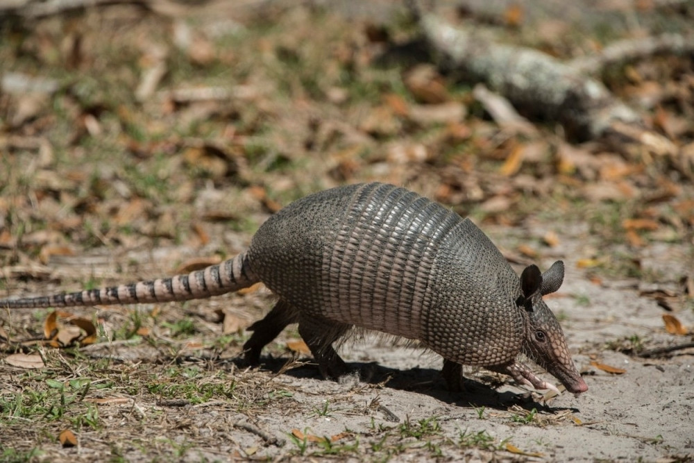 Pucao u armadila pa dobio metak u glavu