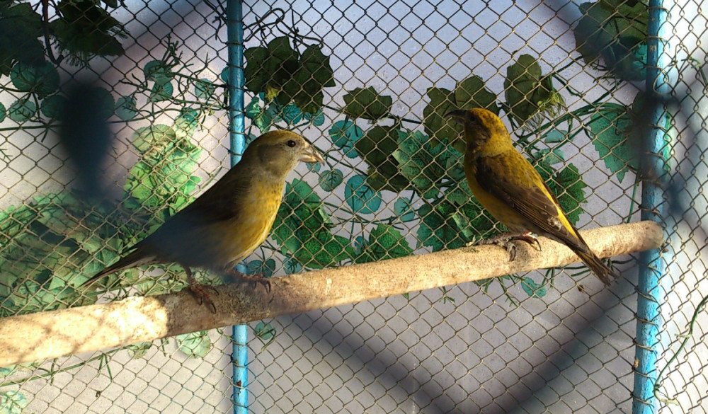 Držao u zarobljeništvu pa prodavao zaštićene ptice (FOTO)