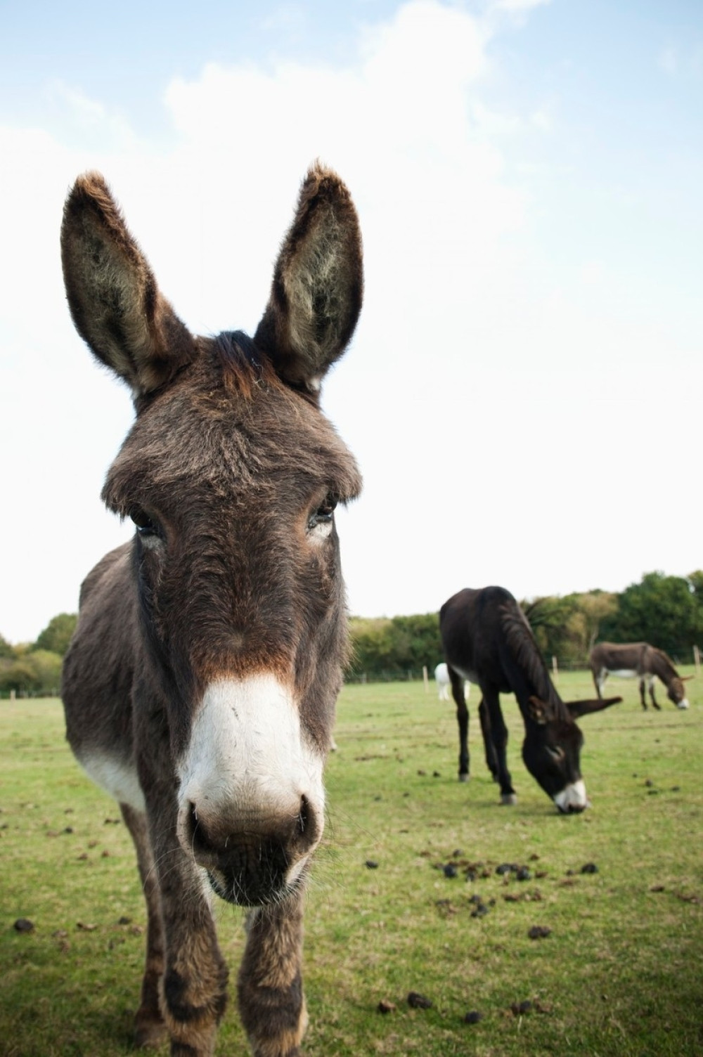 Švercovao 35 kilograma skanka na magarcu