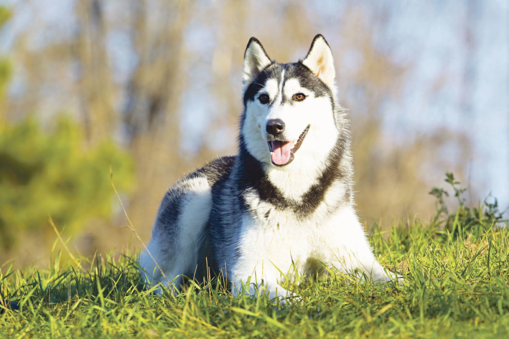 Emotivna potraga za nestalim ljubimcem