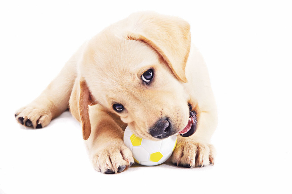 Zahvaljujući OVAKVOM PSU, moćićete da uđete u kuću i kada zaboravite ključ