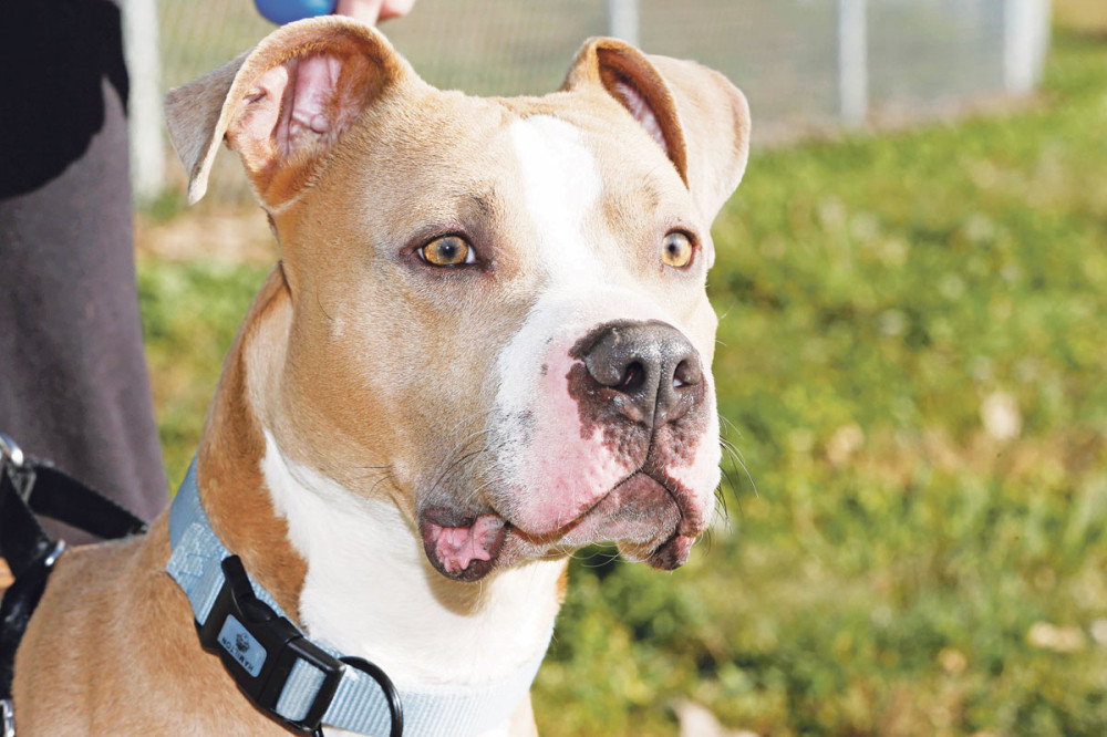 Pitbul rastrgao dečaka (2), vlasniku zatvor