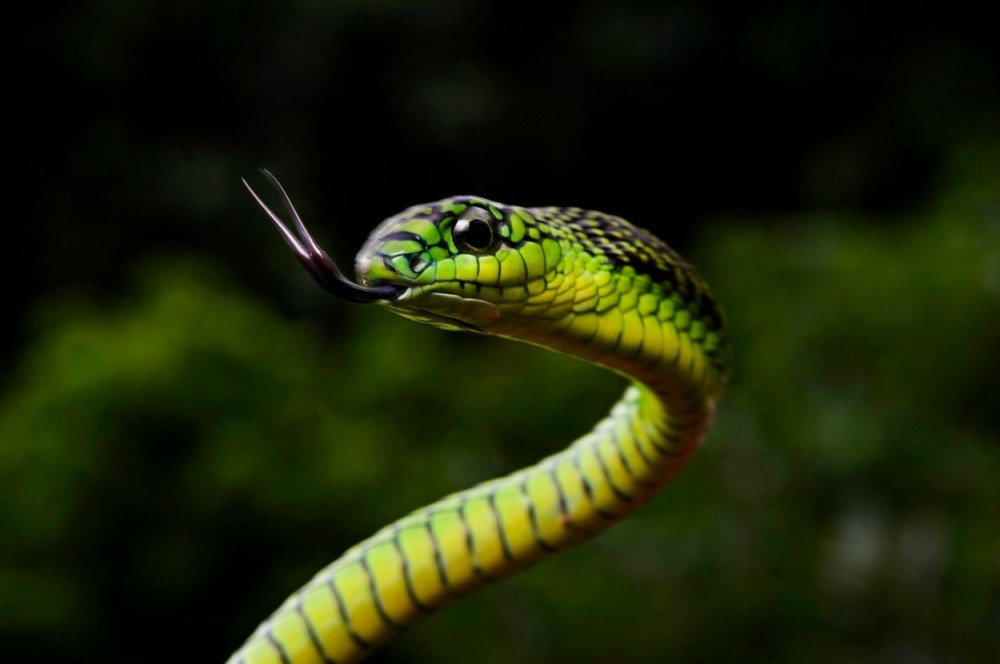 Snovi o zmijama ukazuju na opasnost, a evo šta zapravo znači sanjati VELIKU ZMIJU!