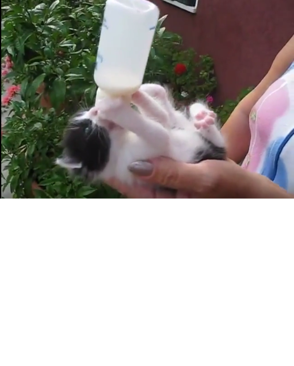 Pogledajte kako mače pije mleko iz flašice (VIDEO)