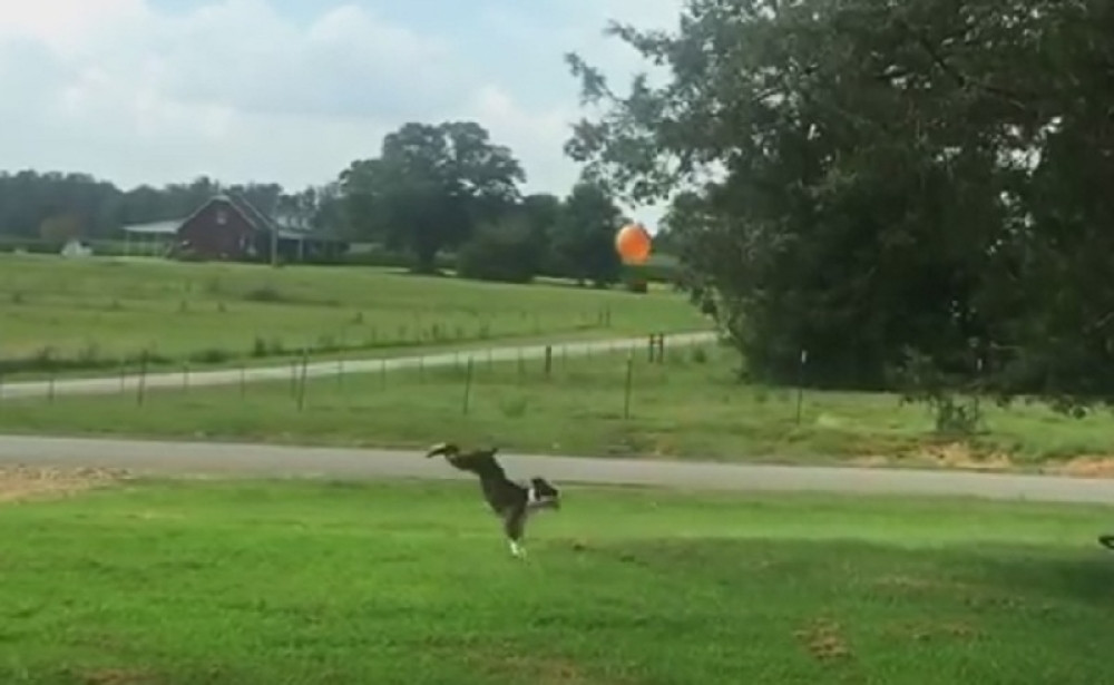 Ova kuca bi i kičmu polomila ako treba za balon! (VIDEO)
