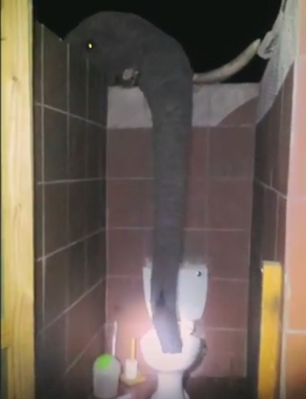 Uhvatili slona kako pije vodu iz WC šolje! (VIDEO)