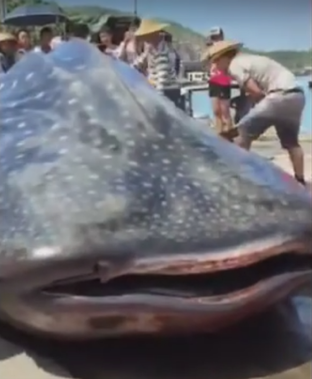 Na pijaci u Kini tranžiraju živu kit-ajkulu! (UZNEMIRUJUĆI VIDEO)