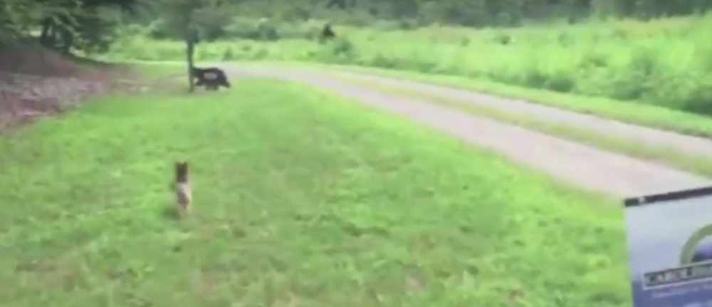 Pas Zipi oterao “Bigfuta”! (VIDEO)