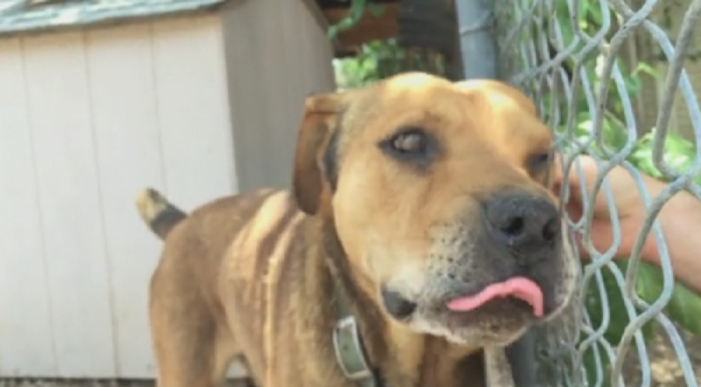 Pas izveden u prvu šetnju nakon deset godina! (VIDEO)