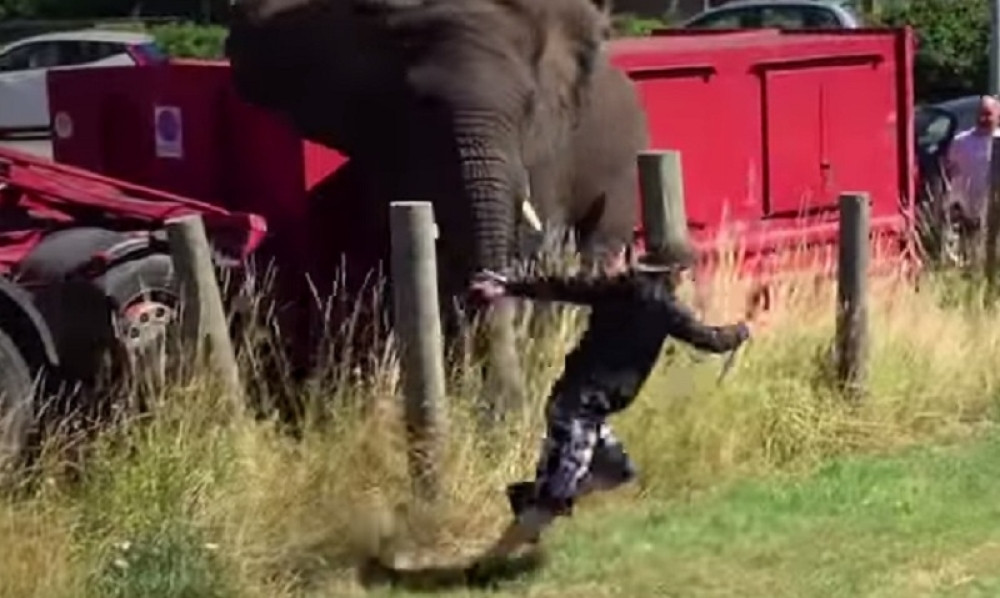 Slon napada čoveka i pravi haos! (VIDEO)