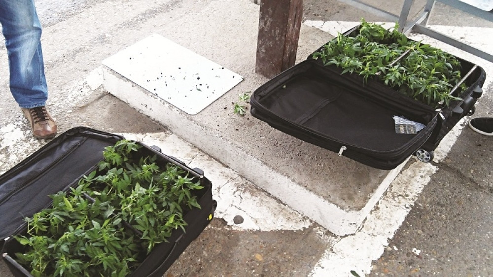 Zaplenjeno 90 kilograma marihuane!