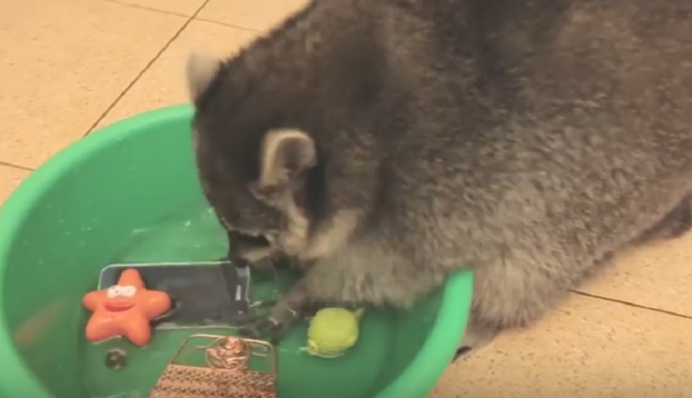 Rakun pere sve što dohvati: mobilni telefon, cipele... (VIDEO)