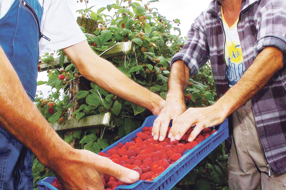 Za nadničenje u njivi uskoro staž i zdravstveno