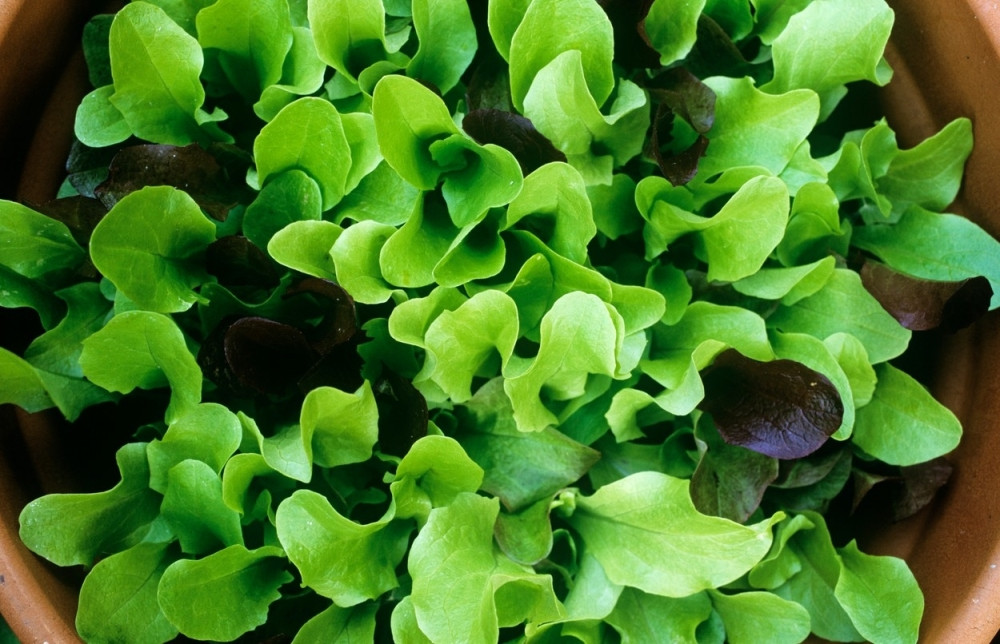 Nežni dodir ZELENE SALATE učiniće vašu kožu mekšom i nežnijom, a evo i saveta KAKO!