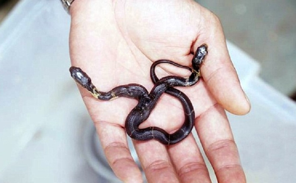 Pronađena kobra sa dve glave