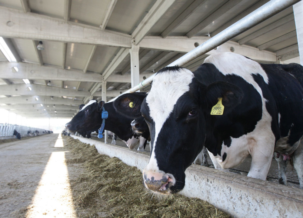 Klimatske promene utiču na zdravlje i ljudi i životinja