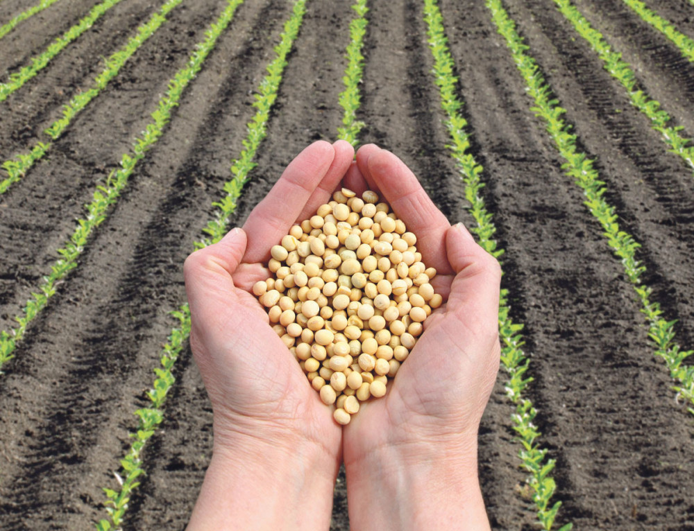 Nova GM soja dozvoljena za ishranu ljudi
